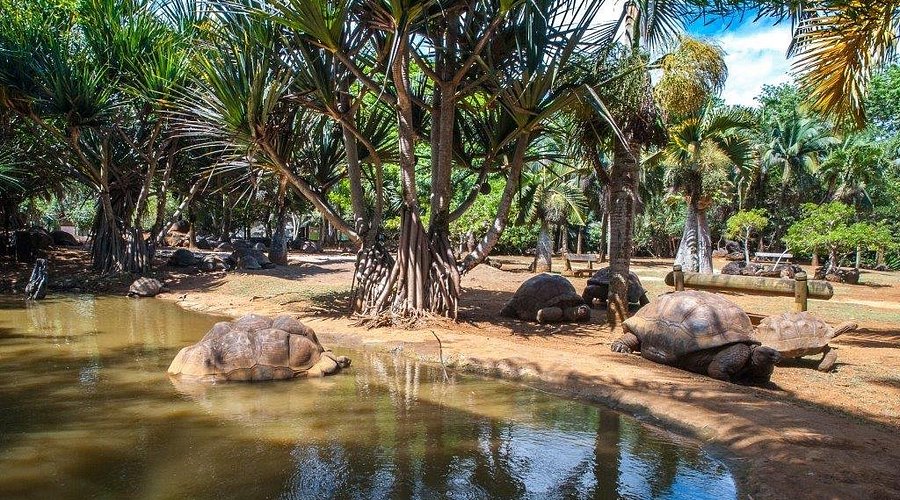 La Vanille Nature Park giant tortoises, Rivière des Anguilles, Mauritius